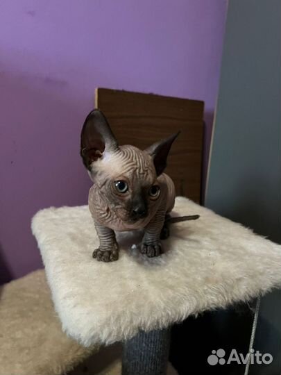 Канадский сфинкс