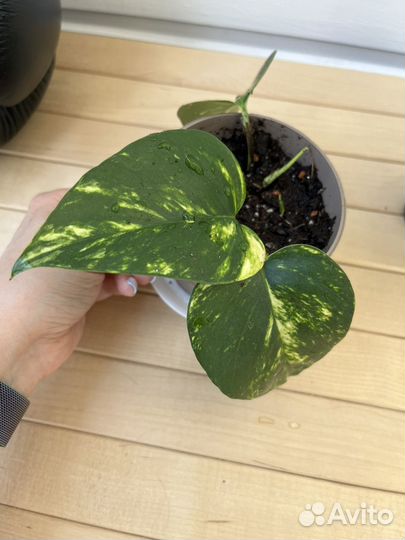 Эпипремнумы, сциндапсус, филодендрон