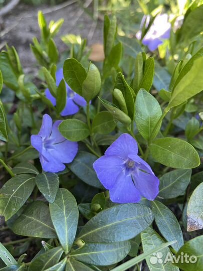 Хосты разных сортов, Борвинок