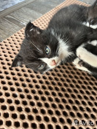 Вислоухие котята