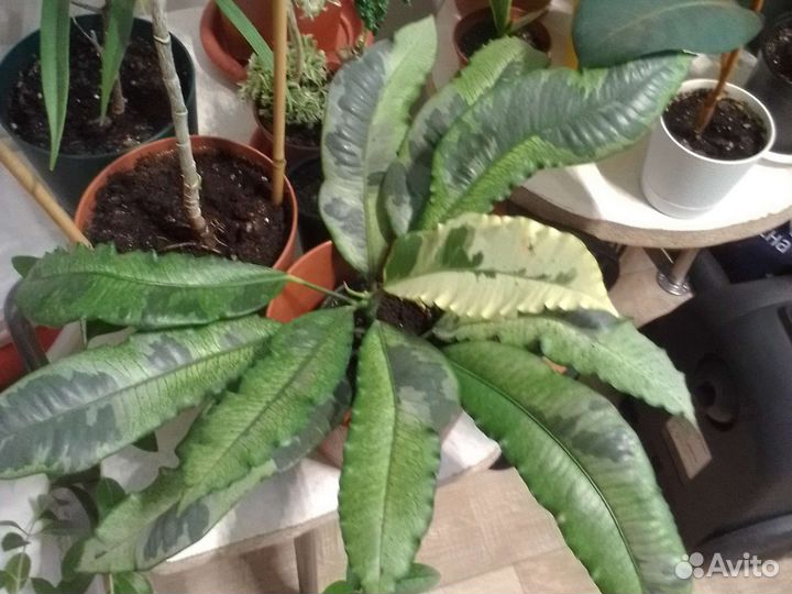 Кротон Тамара