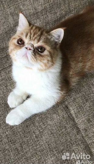Экзотическая