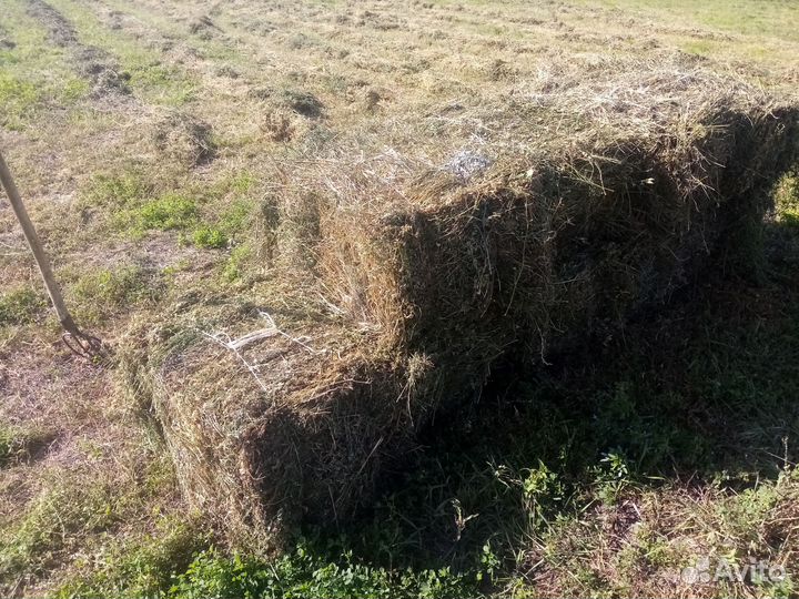 Сено в тюках