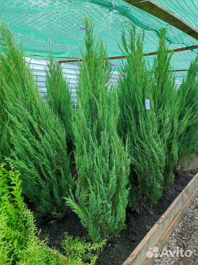 Можжевельник Блю Эрроу/ саженцы хвойных растений
