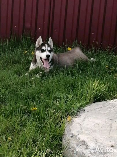 Вязка хаски