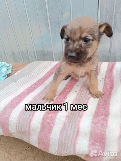Щенки мальчики и девочки. 1.5 месяца. Привезём