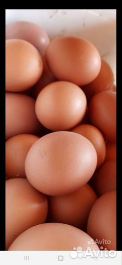 Яйца куриные,перепелиные домашние