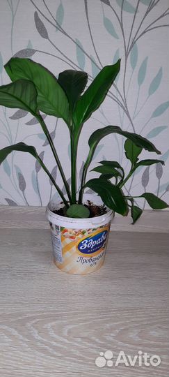 Спатифиллум женское счастье