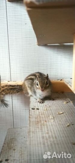 Бурундучок