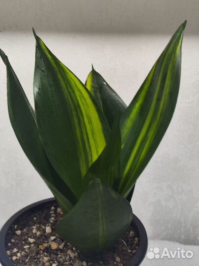 Сансевиерия Ханни Грин Мулд Стриата