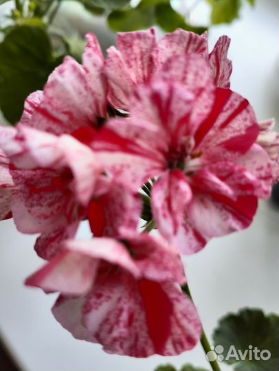 Пеларгония сортовая