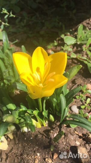 Штернбергия