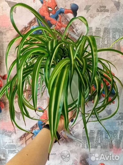 Хлорофитум бонни