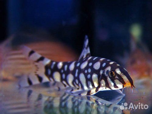 Боция Шахматная или Боция Кубота (Botia kubotai)