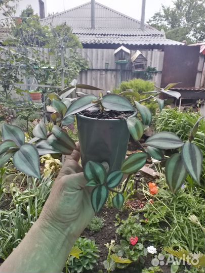 Традесканция и пеларгония