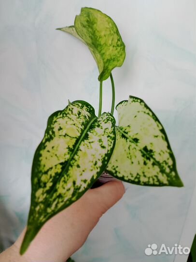 Аглаонемы детки и подростки