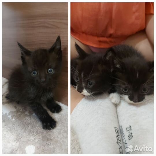 Кошки в добрые руки бесплатно