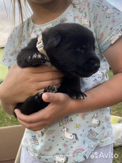 Щенки метисы немецкой овчарки