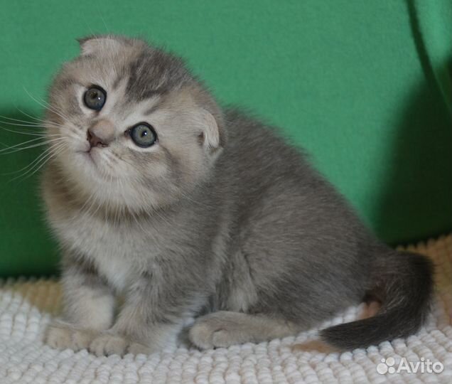 Вислоухие черный и голубое золото