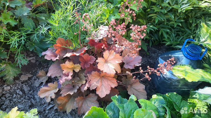 Гейхеры, разные сорта