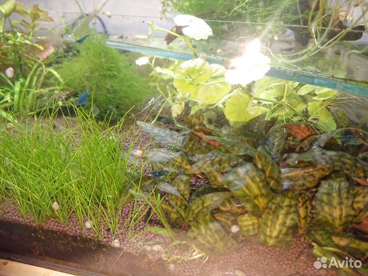 Аквариумные растения. Улитки