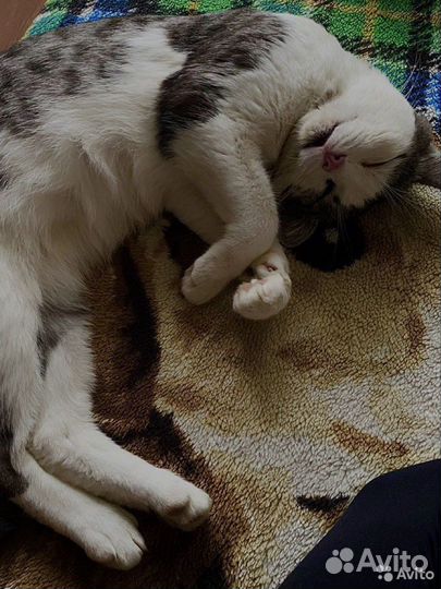 Передержка котов/кошек