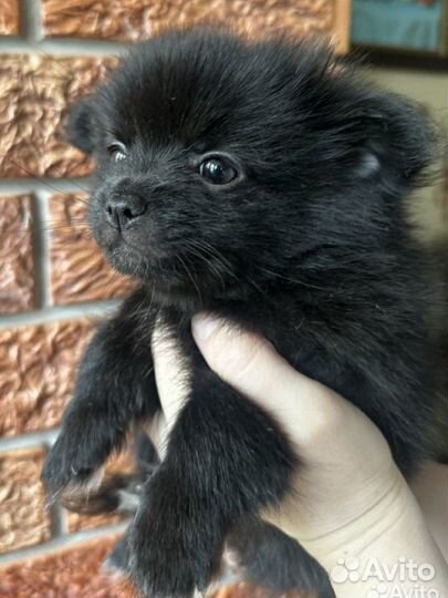 Щенки шпица мини