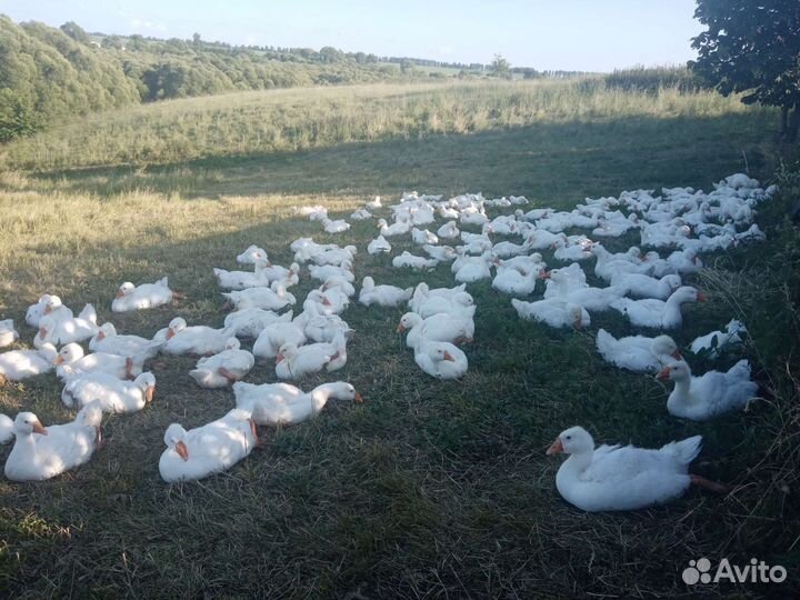 Домашние гуси живьем, и мясом