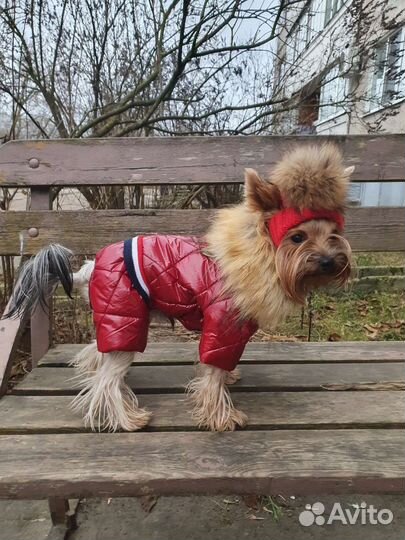 Дизайнерская одежда на собачку
