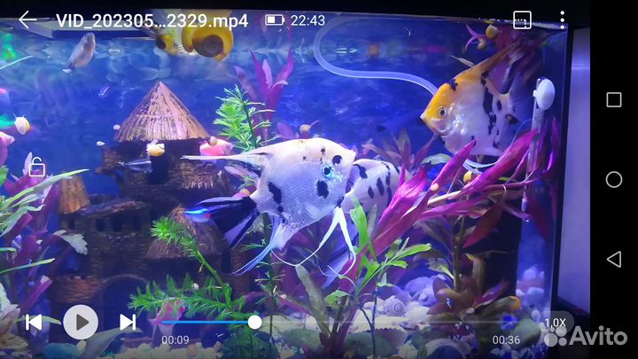 Аквариумные рыбки