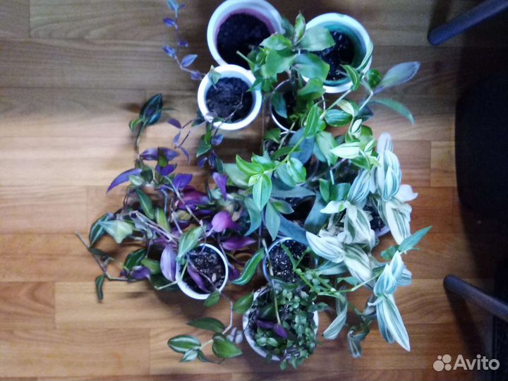 Комнатные растения