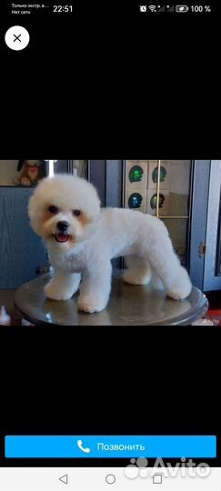 Бишон фризе вязка