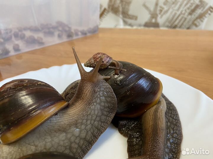 Улитки ахатины