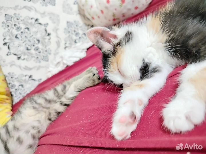 Котята ищут дом