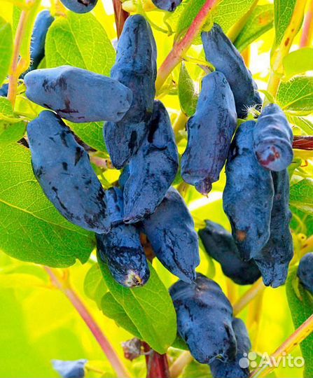 Клюква, ежевика, тибетская малина, жимолость