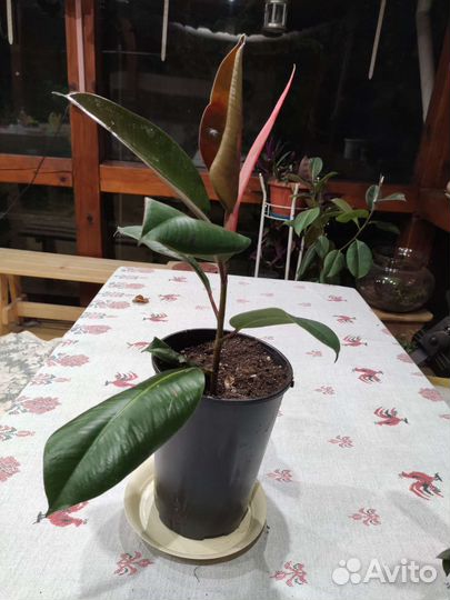 Фикус бенджамина очень хочет домой