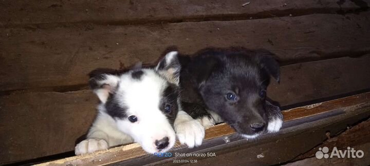 Щенки