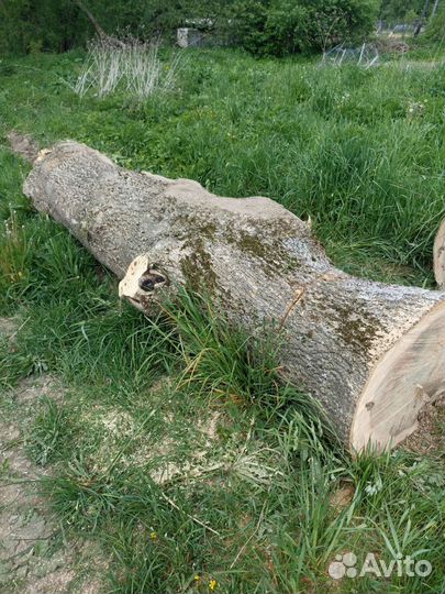 Слэб дерева и спилы (ясень)