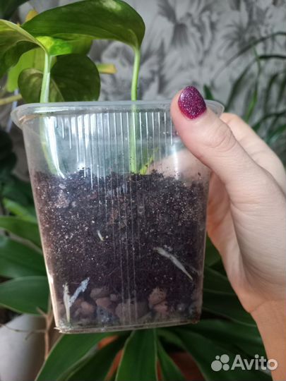 Комнатные цветы