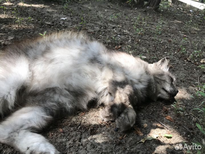 Кот в добрые руки