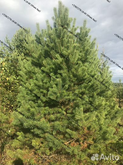 Сосна крупномер качество премиум