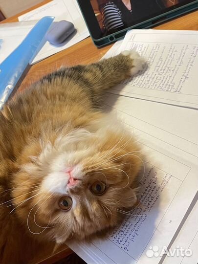 Кошечка в очень добрые руки