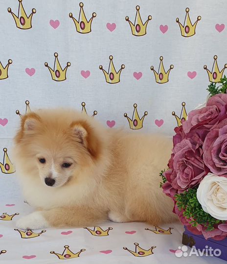 Померанский шпиц