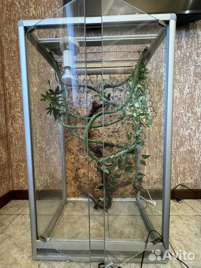 Террариум для хамелеона бу