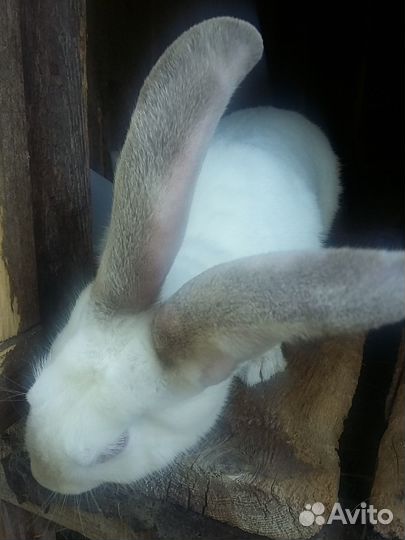 Продам крольчат