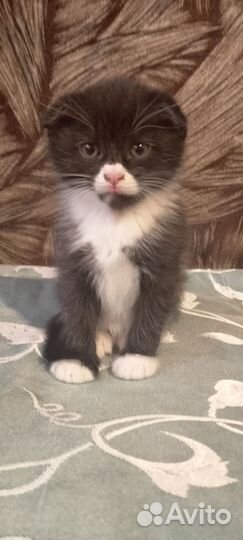Котята породистые