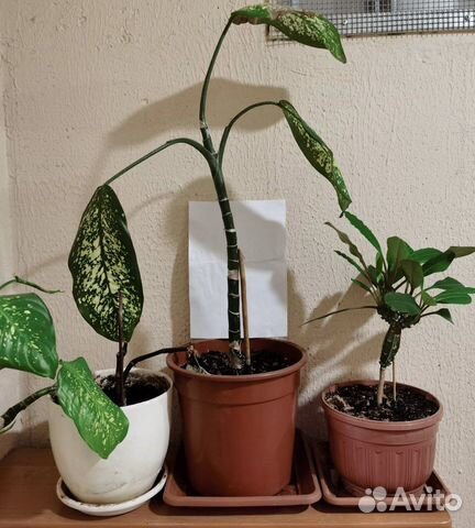 Диффенбахия Молочай