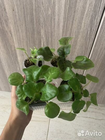 Детки и стартеры сортовых фиалок