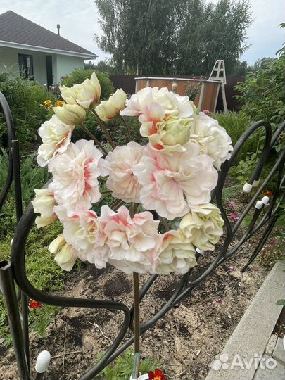 Пеларгония сортовая черенки