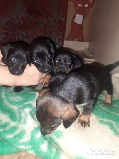 Помесь таксы